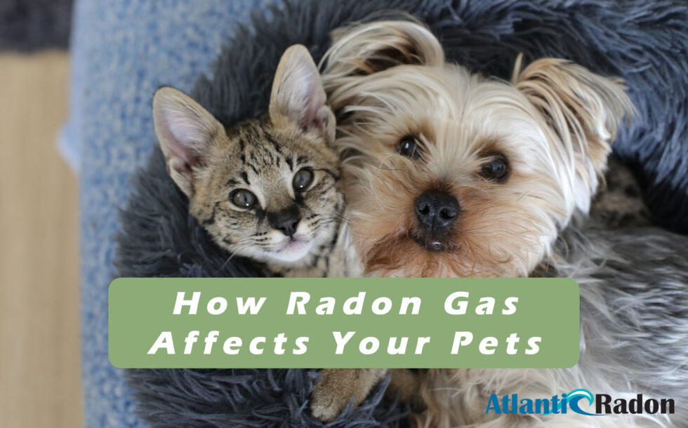 How Radon Affects Your Pets - Atlantic Radon